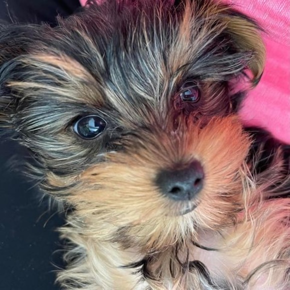 Meet your Posher, Rosilyn - Picture 1 of 1